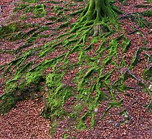Ancient roots by peteton