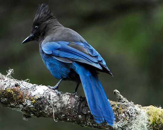 quot steller s jay british columbia s bird quot by david quot steller s jay british columbia s bird quot by david