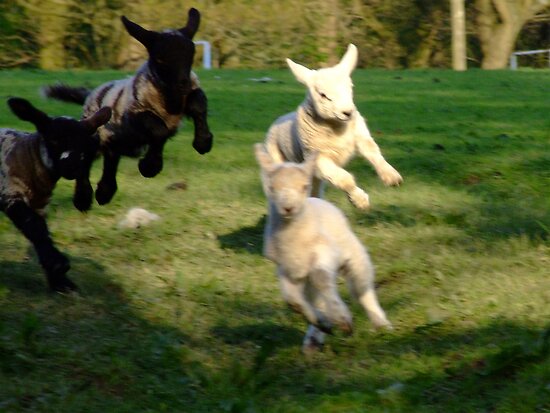 Lambs Leaping