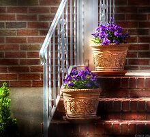 Viola Pansies by Mike Savad