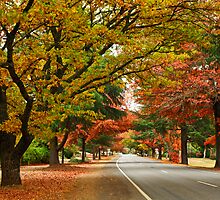 Delany Avenue - Bright by Darren Stones