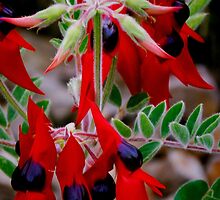 Sturt's Desert Pea. by Bette Devine