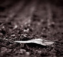 Of Earth by Trish Mistric