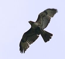 Stay Away From My Nest by Kat Miller