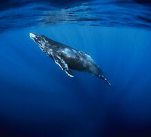 Baby whale by Carlos Villoch