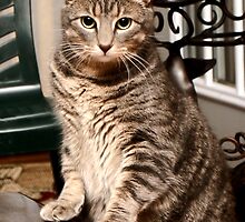 *•.¸♥♥¸.•*Hear Me I'm Taking A Stand "More Treats"*•.¸♥♥¸.•* by ✿✿ Bonita ✿✿ ђєℓℓσ