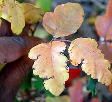 This is poison oak by Lenny La Rue, IPA