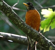 Mr. Robin by Nancy Aldrich