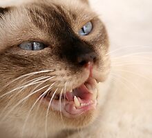 Don't Touch Me! by Freelancer