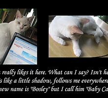 Stray Kitten Update by Ruth Palmer