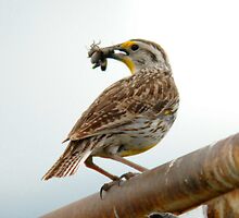 Western Meadowlark - Insectivore by Ryan Houston