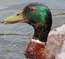 A Mallard Drake by AARDVARK