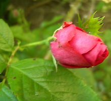 Flora and fauna by anaisnais