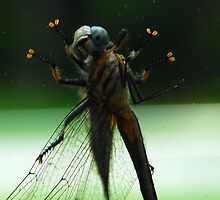 Dragonflies in Love by Brandylyn Beuchert