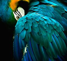 Bashful by Cheri McEachin