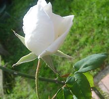 Lonely Lily Like Rosebud by KazM