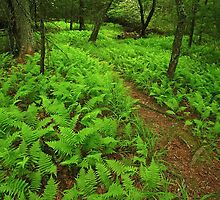 A Walk among the Ferns, GSMNP by ThomasRBiggs