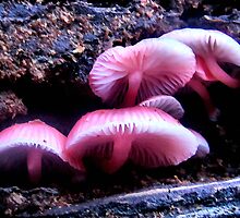 Life after death - I by KimberlyNic
