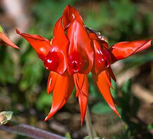 Desert Pea by Claire Farley