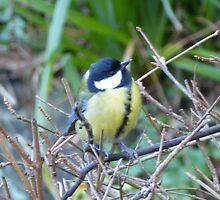 Up Close and Almost Personal by Sue Gurney