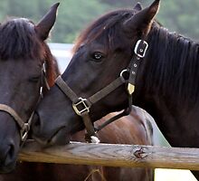 WANNA' HORSE AROUND? by Ginger Barritt