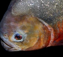 Red-bellied piranha by jdmphotography