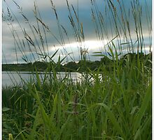 Through the Tall Grass by Suzanne Forbes-Murray