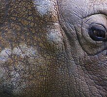 Rhino abstract....... by jdmphotography