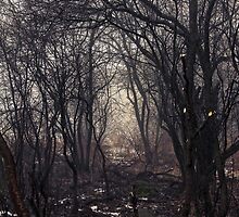 Enchanted Forest by AbigailJoy