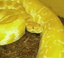 Albino Burmese Python by SneakySnakesINC