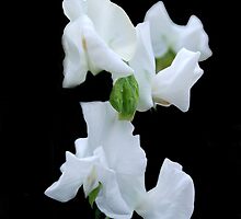White Sweet Pea by Karen Martin