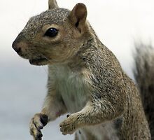Smore (Mama) making her case for more nuts by Lenny La Rue, IPA