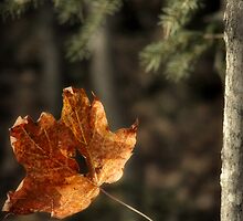 Lonely Now by Gino Caron