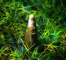 Cypress Knee by jsjones