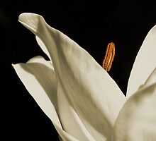 ~Heaven Scent~ by a~m .