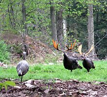 Bull Turkeys by Ann Rodriquez