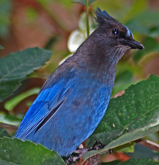 quot stella the stellar blue jay quot by lenny la rue ipa quot stella the stellar blue jay quot by lenny la rue ipa