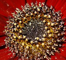 Gerbera Ruby by EleandraSouza