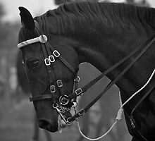 Canadian RCMP Musical Ride 2 by Hannah McPhee