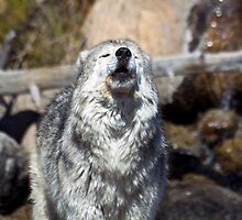 Grey Wolf Howling by LarryGambon