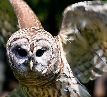 Bard Owl by LarryGambon