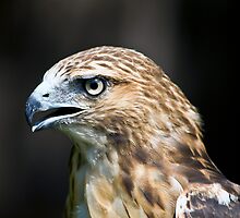 Red Tailed Hawk 2 by LarryGambon