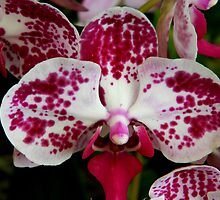 Orchid-Mania 2 ^ by ctheworld