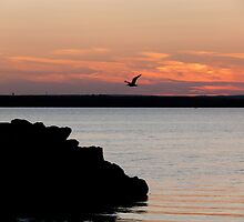 Naragansett Bay, Rhode Island - Flying in for Supper by Jack McCabe