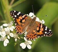 Painted Lady Butterfly by Gregg Williams