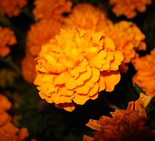 Marigolds at night by Pamela O'Pecko