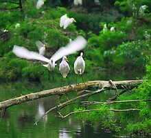 Where are you going? by Lu Collazo