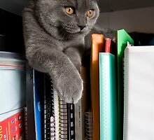 In the Book Case (2008) by Jessica King