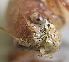 Crickets Face by Heavenandus777