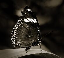 Butterfly V by Damienne Bingham
